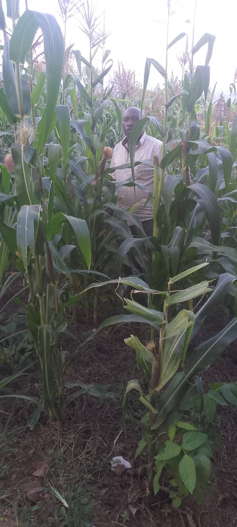 Fondation3600's tweet photo. In @BureraDistrict , Rusarabuye Sector, Kabona Cell, JYAMBERE MUHINZI group under Kwigira 3600 Foundation practices maize cultivation using conservation agriculture, protecting soil by minimizing disturbance during farming activities. https://t.co/FrQ2YxqvaB