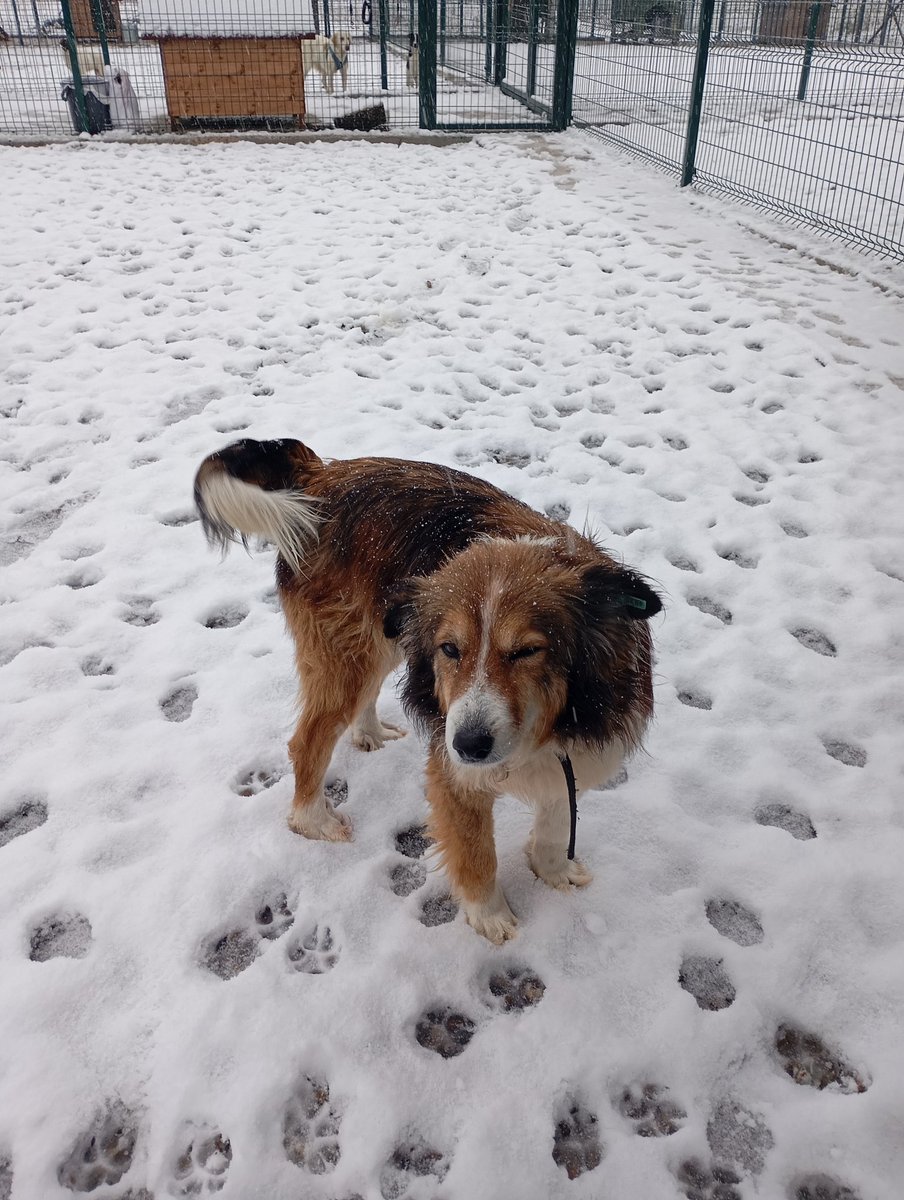 DOHAKbaru's tweet photo. Lassie🐕‍🦺 https://t.co/eBJxthwW0I
