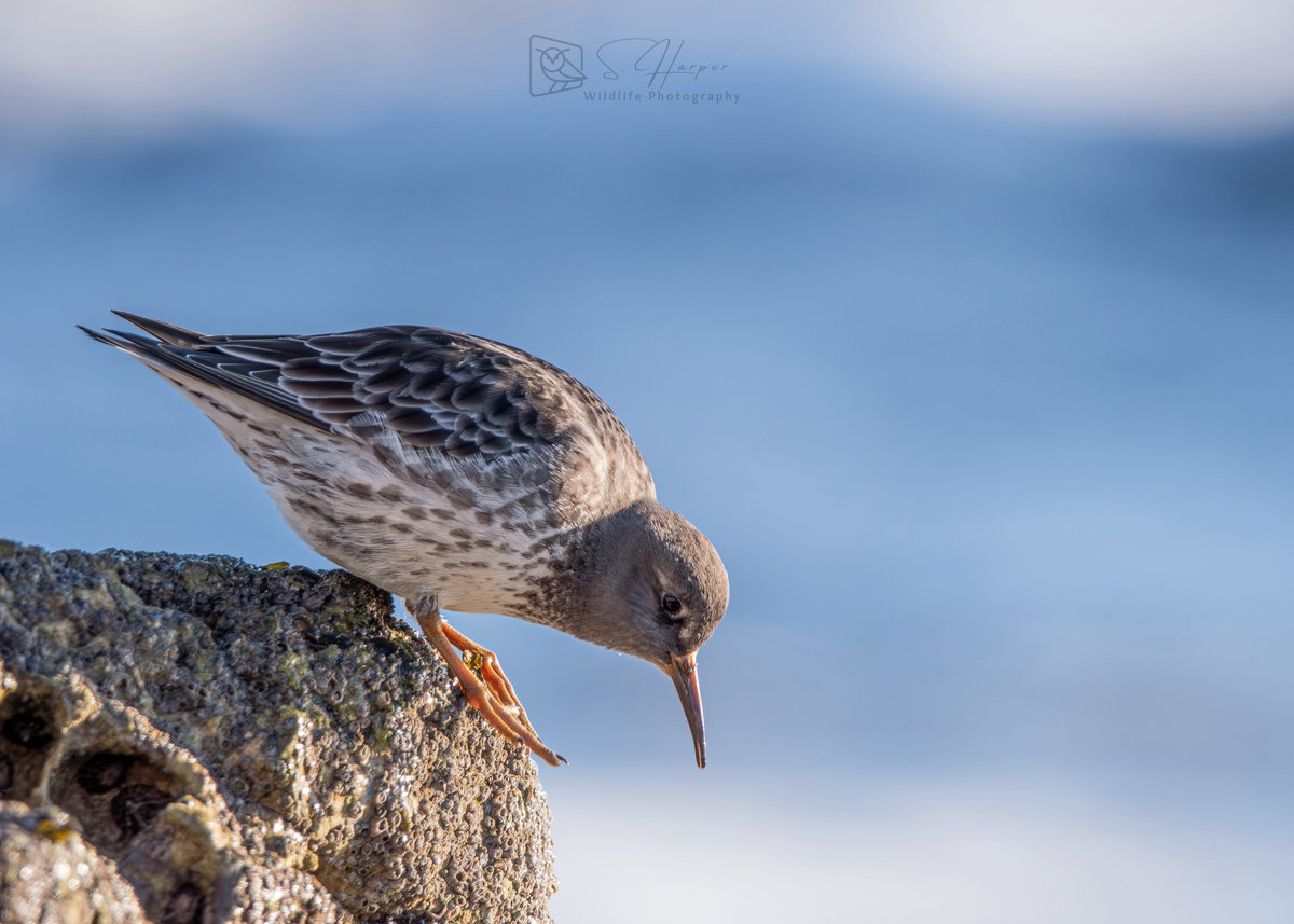 shaneyoda82's tweet photo. I love a visit to the coast to photograph waders. #WaderWednesday @waderquest #aquest4waders A Purple Sandpiper preparing to jump to the next rock to forage for food. @teesbirds1 @DurhamBirdClub @durhamwildlife #NatureTherapy #NaturePhotography #NatureLovers https://t.co/NSDeX2A6H8