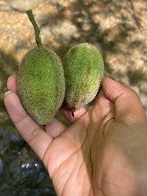 Blandy Experimental Farm and State Arboretum tweet media