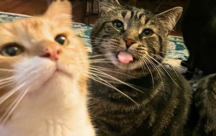 Saygwon's tweet image. The cats goes meow (2026). Sanghyeon and I once got to experience life as cat-people for a day. It was surprisingly fun! We basically just existed, but our mere presence was enough to keep everyone around us entertained.