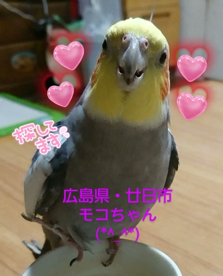 wanwan202319831's tweet photo. ＃広島県  ＃廿日市
＃オカメインコ
＃モコちゃん✨
どこかで保護された方はいらっしゃいませんか？
飼い主様可愛いい✨モコちゃんの帰りを待っています。
大切な家族です(*^_^*)
諦めていません!!
可愛いい✨モコちゃんが1日でも早く飼い主様と繋がりますように🍀
皆様のご協力お願いいたします🙏 https://t.co/OeSdVnq9Sb