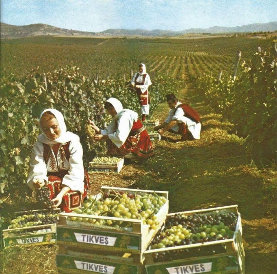 Grape harvest near Kavadarci, Macedonia, 1960s.