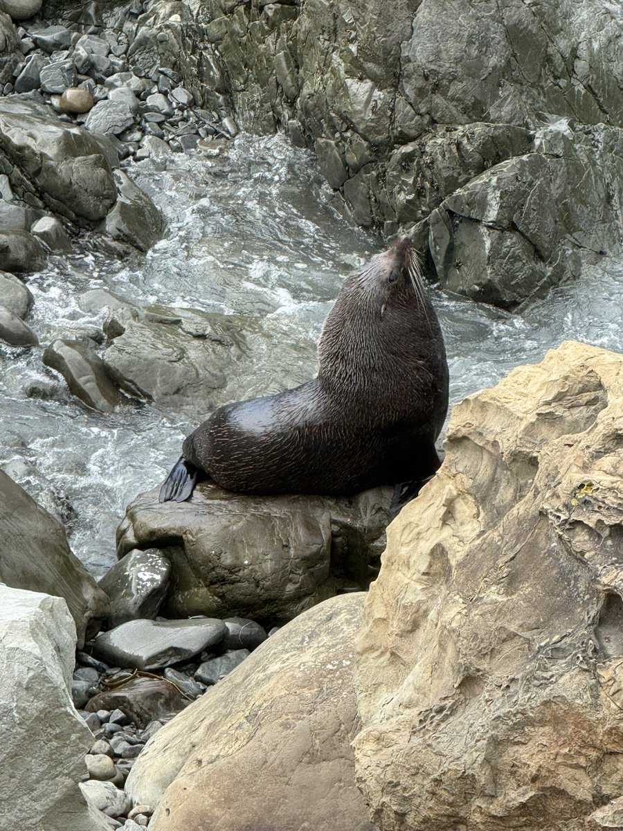 IanRGould's tweet photo. @CharlesAnyan Did you go out on the whale and dolphin watching boats? Loads of seals there, great spot 😎 https://t.co/J1VepBTgsp