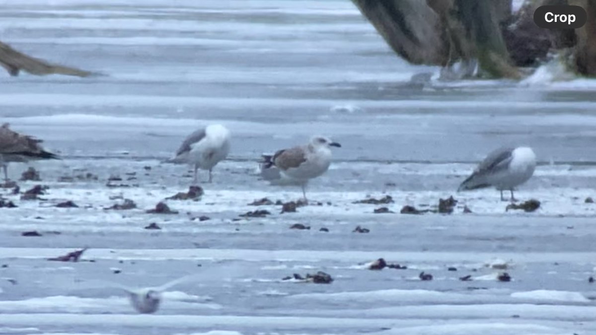 It was great to see several Caspian Gulls of various ages in Denmark. A frozen lake in the city of Copenhagen had four in a day roost of argentatus Herring Gulls. This is a species I would love to see more often, as they are still a really rare bird in Ireland. <a href="/BirdGuides/">BirdGuides</a>