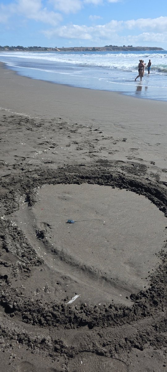 guardarq's tweet photo. @sernapesca Alerta de Fragata Portuguesa en playa Hermosa https://t.co/FfQxiwjMRt