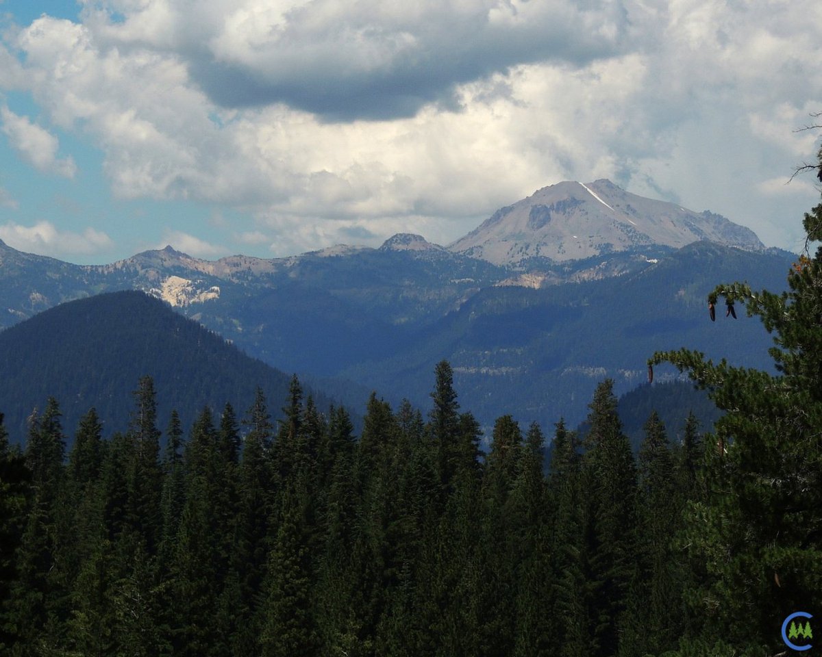 California Forestry Association tweet media