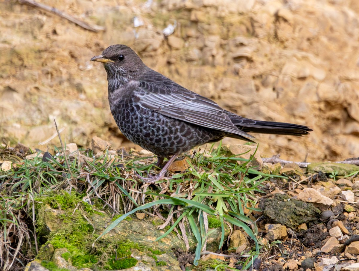 Garbo69's tweet image. Ring Ouzel at High Moorsley, County Durham, UK today. @DurhamBirdClub @teesbirds1 @teesmouthbc @Natures_Voice @WildlifeMag @BBCSpringwatch #RingOuzel