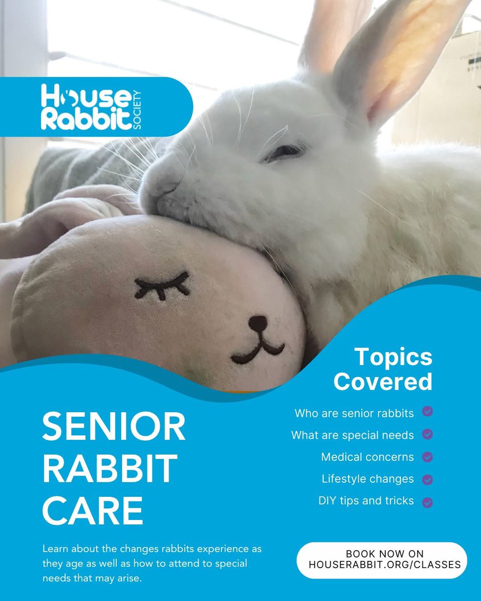 There are just a few spots left in our Senior Rabbit Care Zoom class, to be held on Saturday, January 31! 💻🐇

Register now at houserabbit.org/classes

The cost is $15. Each session includes a live Q&amp;A, and a recording will be sent to all registrants, regardless of attendance.