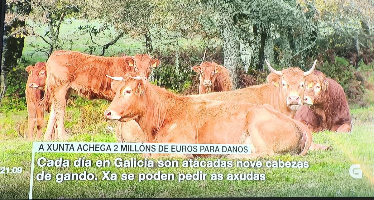 seredaico's tweet image. Agora que os gandeiros se van mobilizar ante a Xunta, a TVPP relega as novas sobre as #tractoradas á metade do parte e de xeito telegráfico. E xusto despois colocan as "axudas contra o lobo". Pensan que os gandeiros son parvos, pero caeu a máscara.