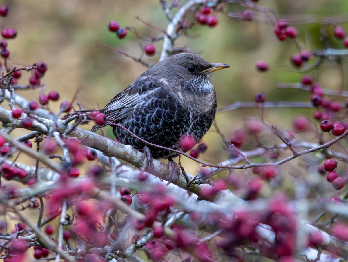 Garbo69's tweet image. Ring Ouzel at High Moorsley, County Durham, UK today. @DurhamBirdClub @teesbirds1 @teesmouthbc @Natures_Voice @WildlifeMag @BBCSpringwatch #RingOuzel