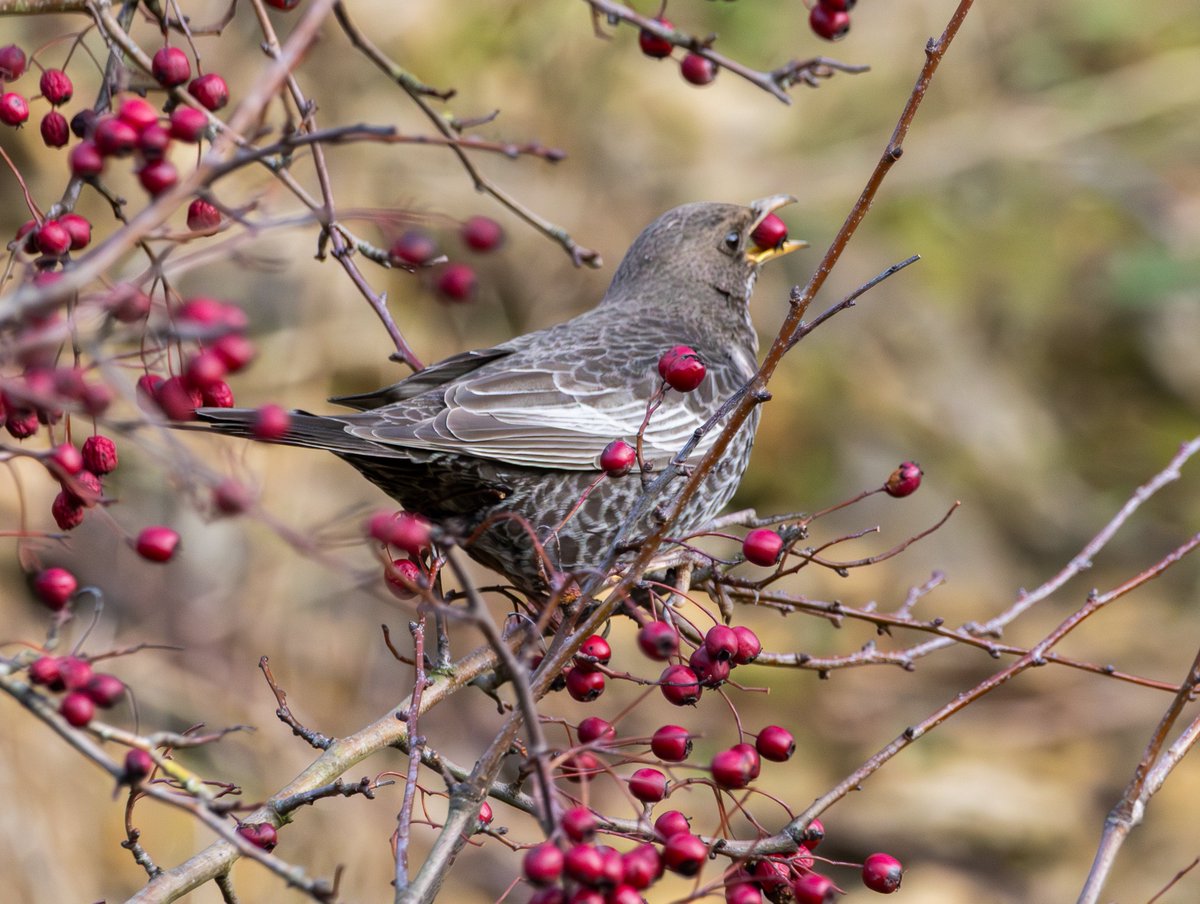 Garbo69's tweet image. Ring Ouzel at High Moorsley, County Durham, UK today. @DurhamBirdClub @teesbirds1 @teesmouthbc @Natures_Voice @WildlifeMag @BBCSpringwatch #RingOuzel