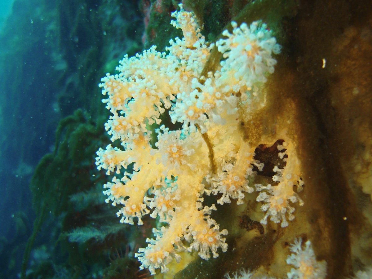 AntarcticaSouth's tweet image. #WildWednesday goes deep 🌊❄️
Meet one of Antarctica’s quiet ecosystem engineers: Alcyonium antarcticum 🪸
Unlike tropical corals, these soft corals thrive in darkness, shaping coral gardens that shelter entire seafloor communities. Slow growing and vulnerable, they need strong