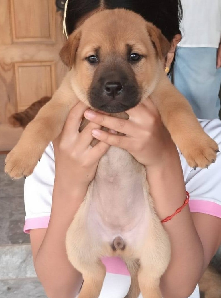 Cuatro hermosas bebitas, de 2 meses y medio, en adopción responsable. Se encuentran desparasitadas y serán de tamaño mediano a grande. Subo sólo una foto porque son las cuatro iguales! Si deseas adoptar, comunícate al +56951778440. Favor RT!
#PuenteAlto