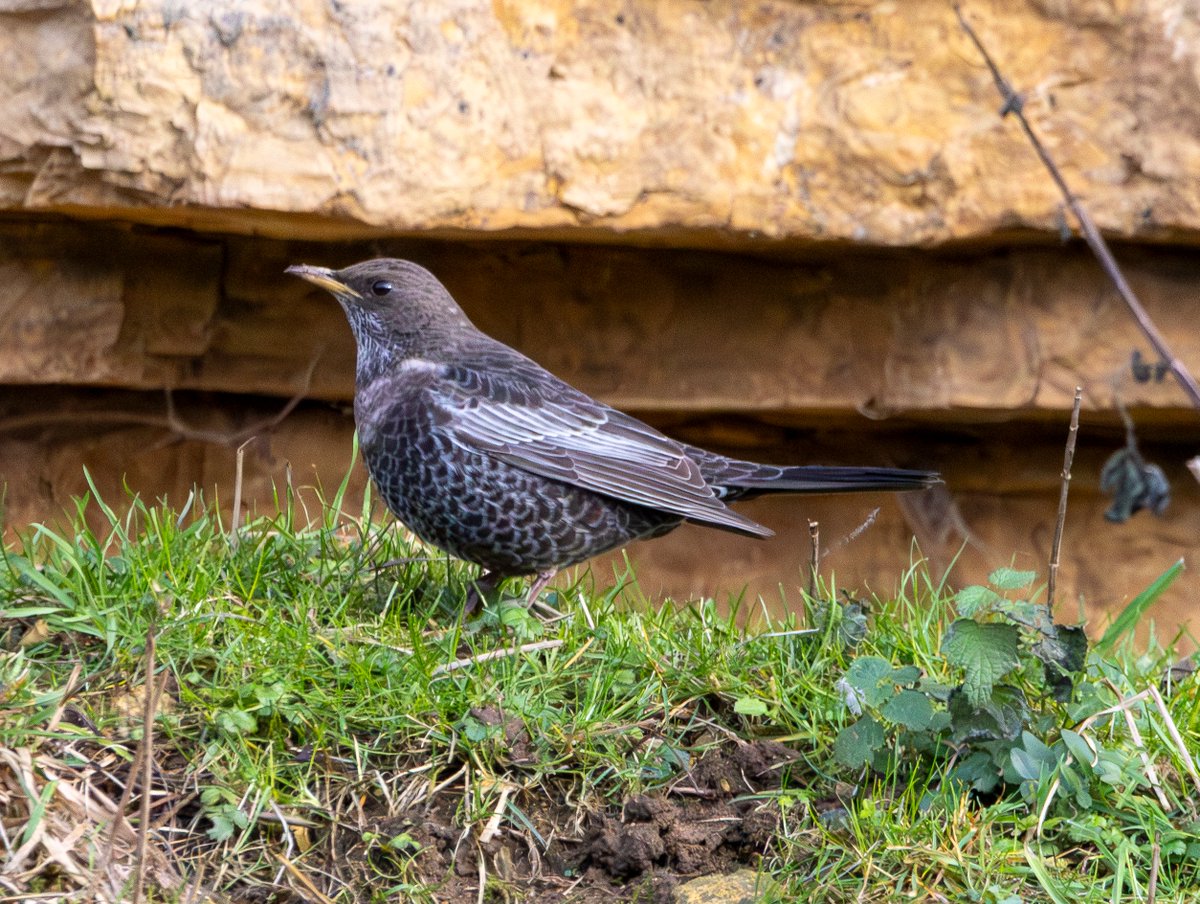 Garbo69's tweet image. Ring Ouzel at High Moorsley, County Durham, UK today. @DurhamBirdClub @teesbirds1 @teesmouthbc @Natures_Voice @WildlifeMag @BBCSpringwatch #RingOuzel