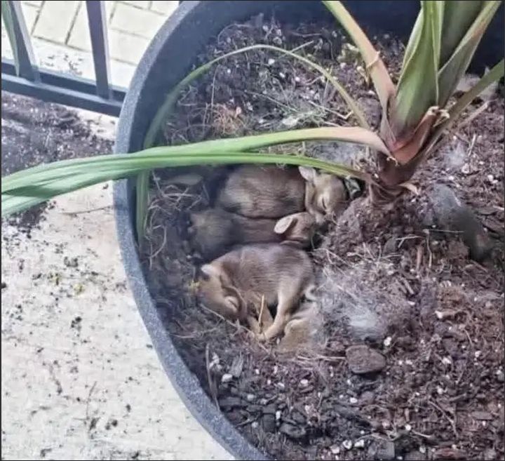 They're drying out my plants. What should I do with them? If I move them, the mother won't find them anymore.🤣