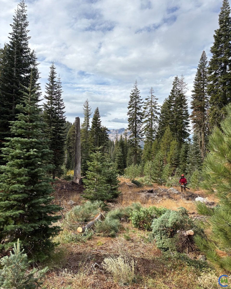 California Forestry Association tweet media