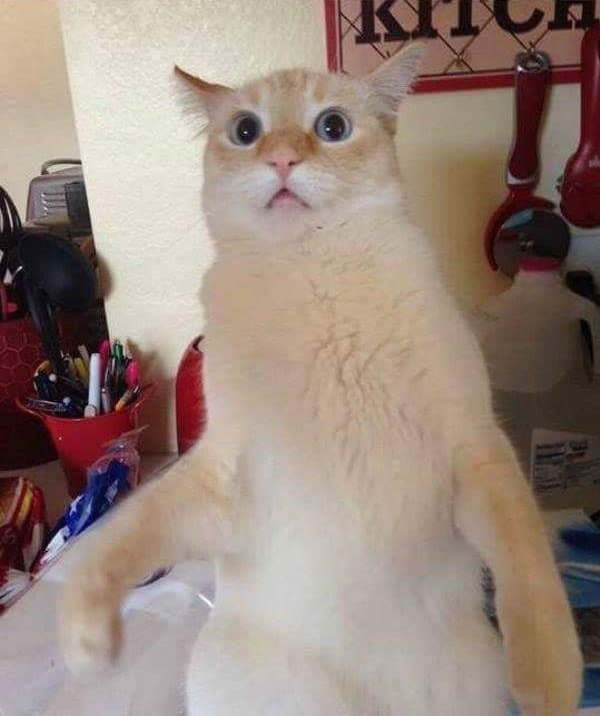 SnoozieCat tweet media