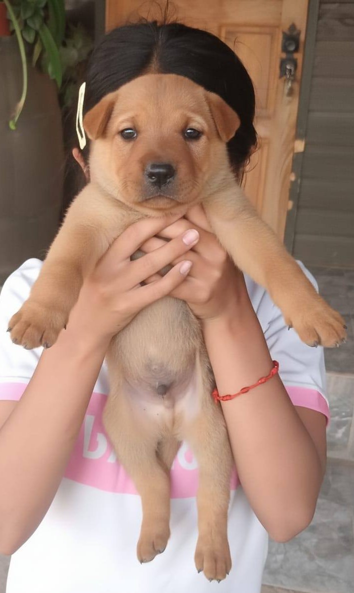 Cuatro hermosos bebitos, de 2 meses y medio, en adopción responsable. Se encuentran desparasitados y serán de tamaño mediano a grande. Subo sólo una foto porque son los cuatro iguales! Si deseas adoptar, comunícate al +56951778440. Favor RT!
#PuenteAlto