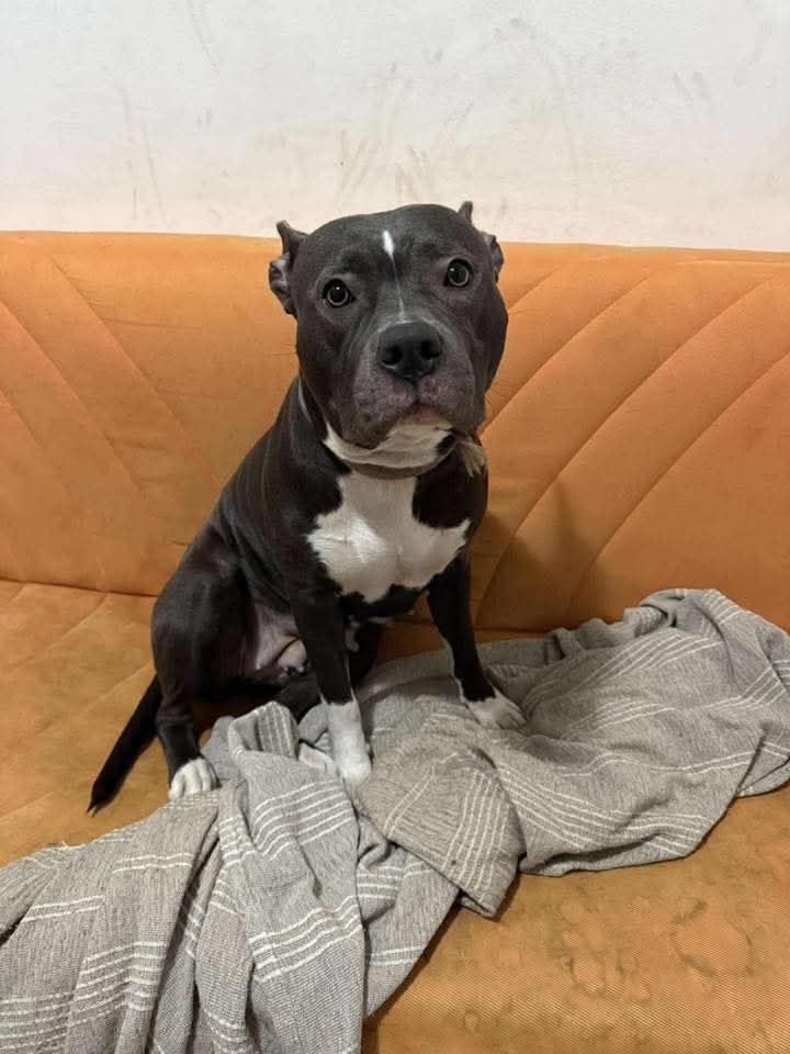 QUEGLI OCCHI CHE TI TRAFIGGONO L’ANIMA💔

   👌sterilizzata, la piccola Cloe  
Ha chip ed è leshmania negativa 
Compatibile con maschi 
No test femmine e gatti 
Convive con i bambini 

!

Si trova ad Acilia Roma 
Ha solo un anno e mezzo

347 537 3872
Lasciate un messaggio