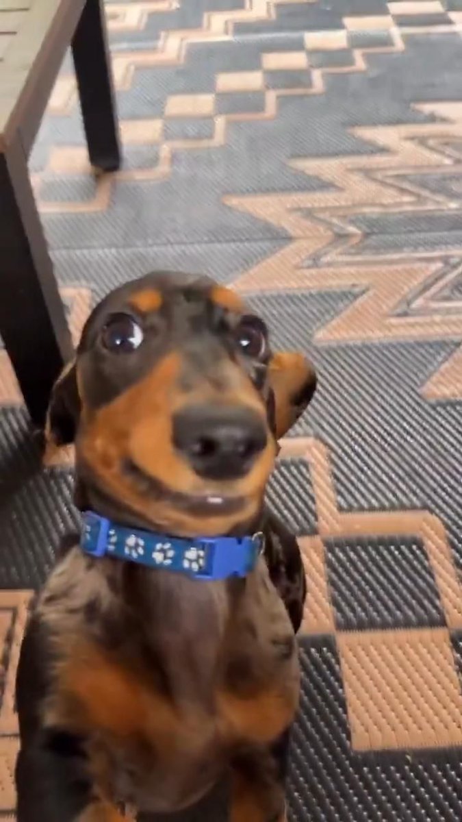 salsichinhas's tweet image. Oi hehehehe