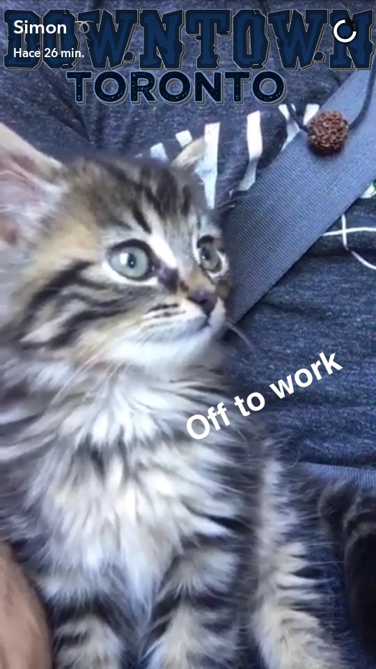 ꩜ ⭒°｡⋆ paula tweet media