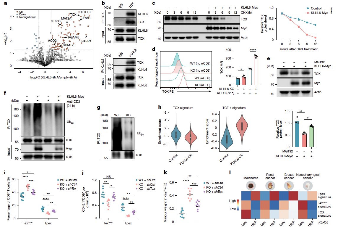 Zihai Li, MD, PhD tweet media