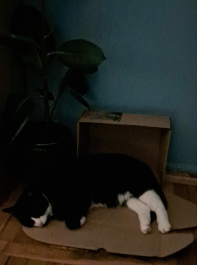 Karolldo3 tweet media