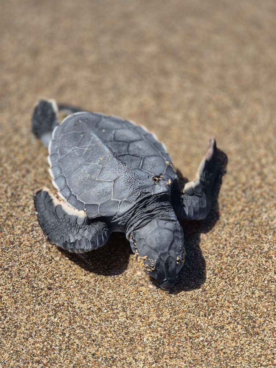 I have a life long connection with Cyprus, my dear step father is Greek Cypriot &amp; has brought me up since a very young age.  Please consider signing and sharing to help save the turtles.
<a href="/Cyprus_Police/">Αστυνομία Κύπρου</a> <a href="/birdlifecyprus/">BirdLife Cyprus</a> #turtles #wildlife  change.org/p/demand-justi…