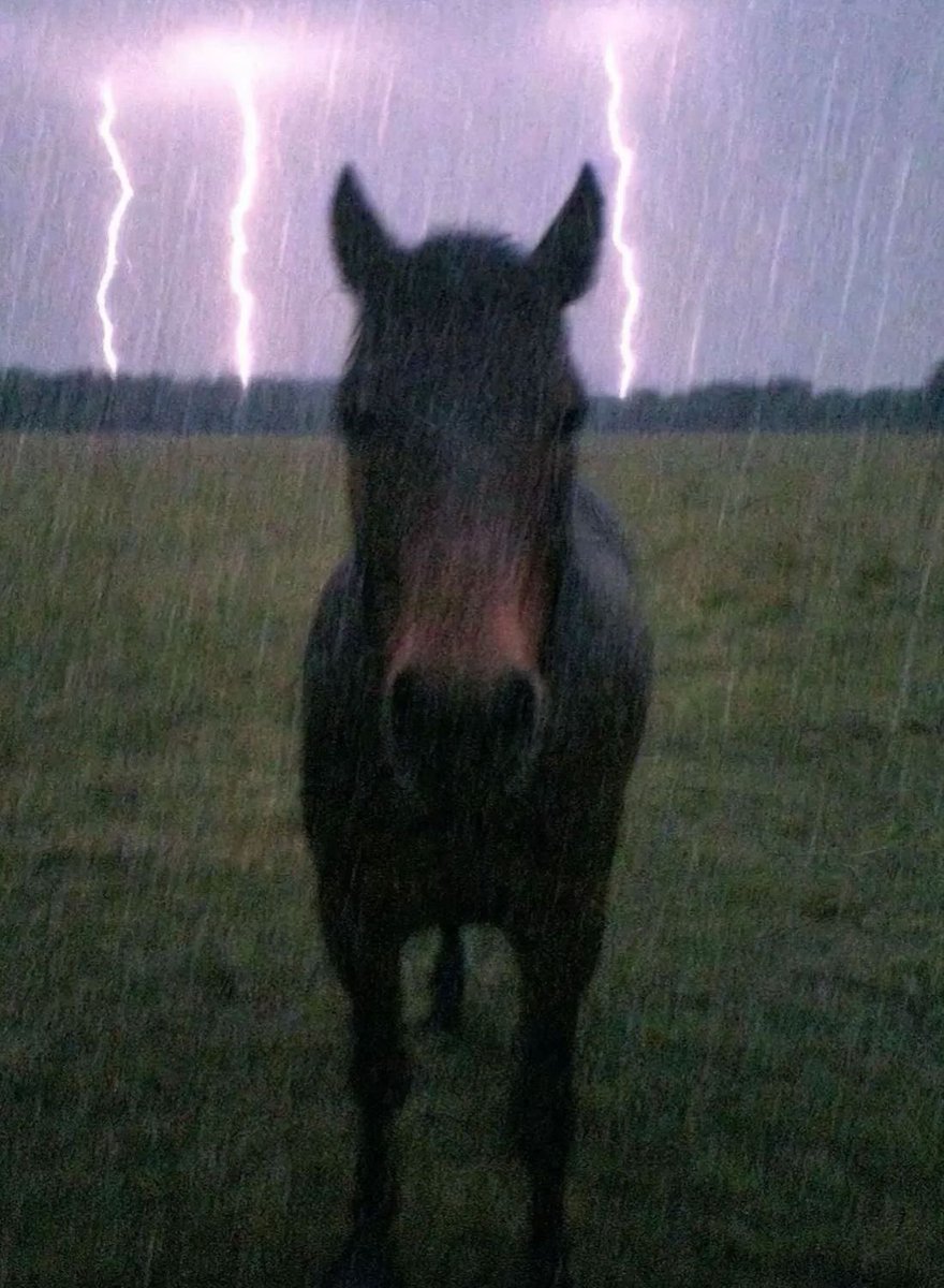 lati :3 🪽🍉 (@latieleee) on Twitter photo 