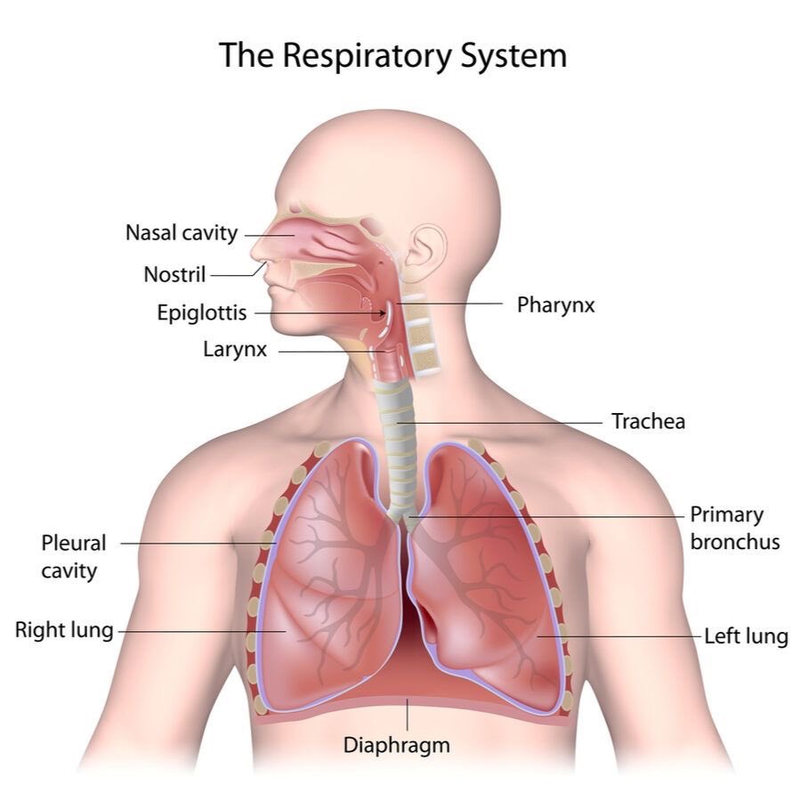 &amp;team as the Respiratory System 🫁 — a thread