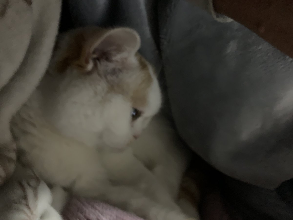 #猫   #猫のいる幸せ
#猫好きな人と繋がりたい  
#笑顔　#スコティッシュフォールド 
#猫がいる暮らし

 おはようございます😊

起きる時間少し前に
ももちゃんが布団(:3[_____]に
入ってきて起きる事が出来ないので
このまま一緒に一眠りします🐈🐾

今日もよろしくฅ•ω•ฅニャ〜