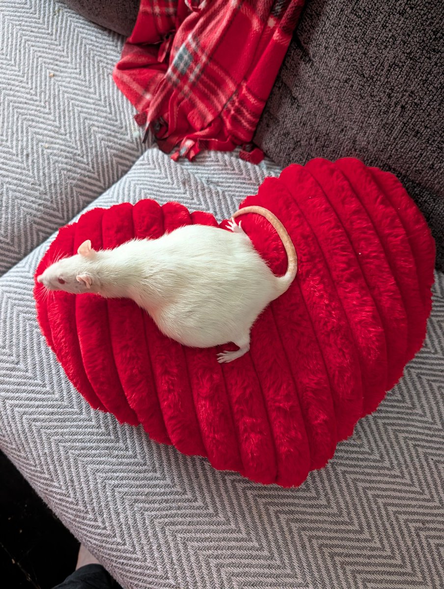 RatsPicnic's tweet image. Bobas liquids have returned and we need to try another drain soon.. she's almost as round as her namesake