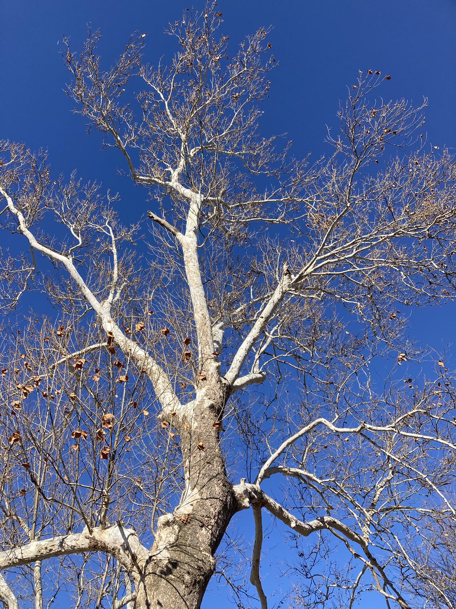 msgrted's tweet image. Stark winter beauty
Beauty of nature always points us with gratitude to the Creator