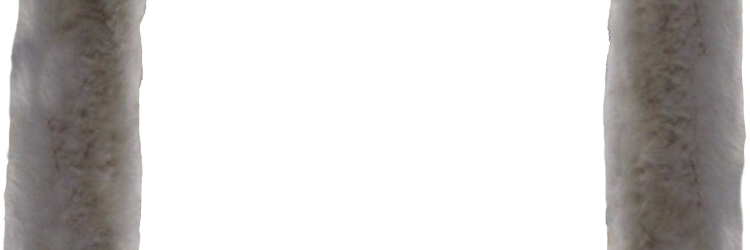 The Internet Fish tweet media