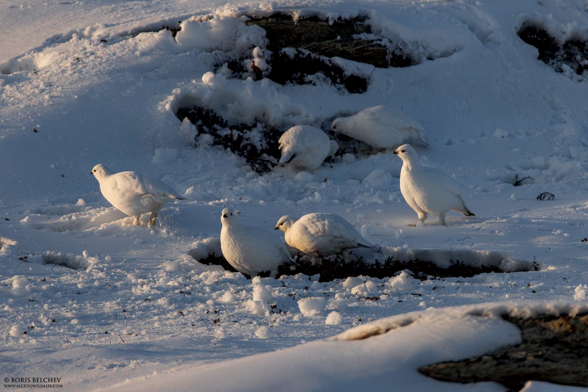 Varanger / Finnmark bird news tweet media