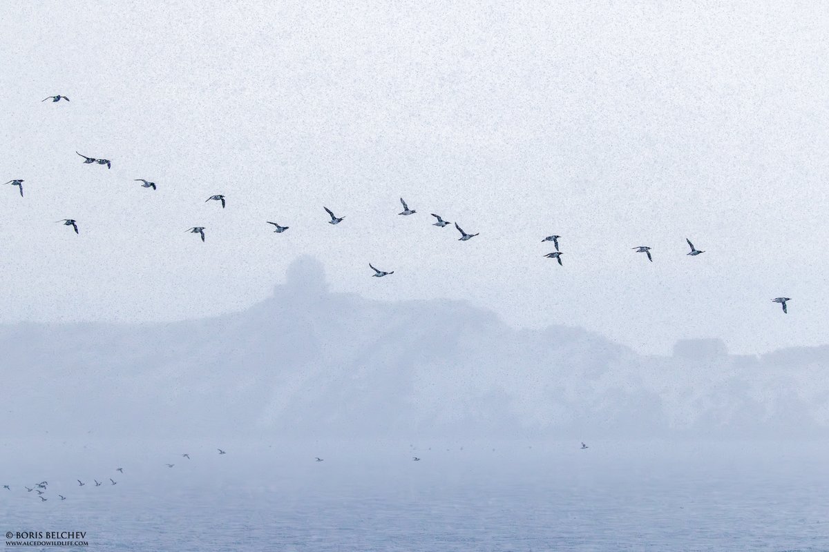 Varanger / Finnmark bird news tweet media