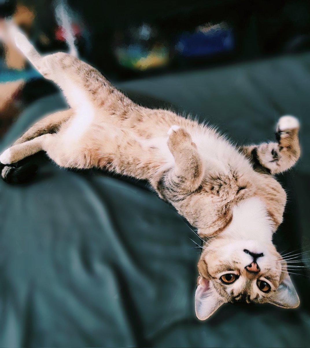 RealSlowLoris's tweet image. I just wanted to thank everyone for all of the kindness you've shown me. I never expected these goobers to surprise me by doing this, but it meant so much. Life has thrown a massive curve ball at me recently and pelted me with a few softballs over the last year or so, but this…