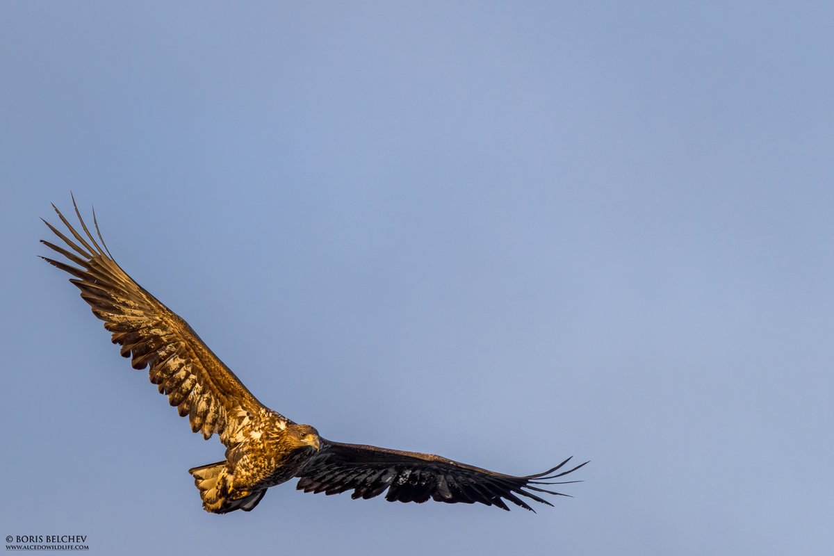 Varanger / Finnmark bird news tweet media