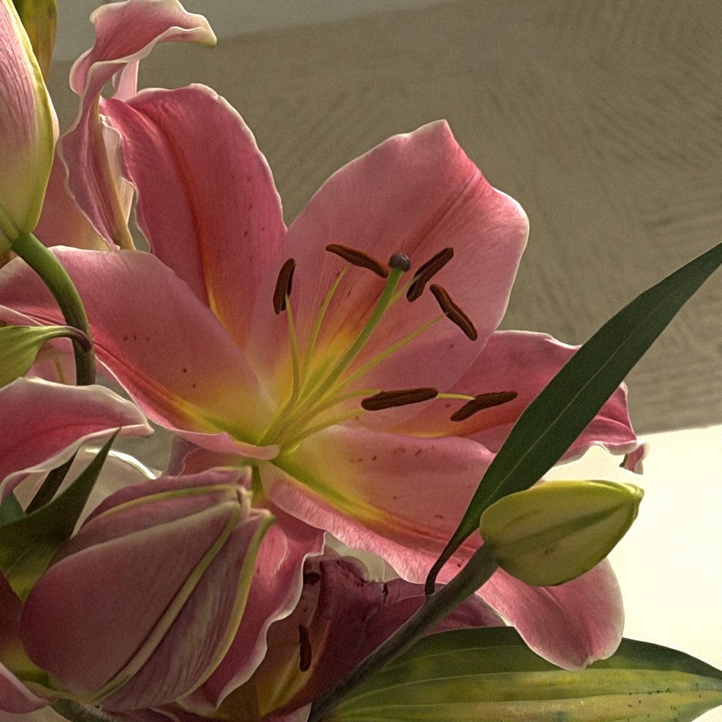 مــدىٰ tweet media