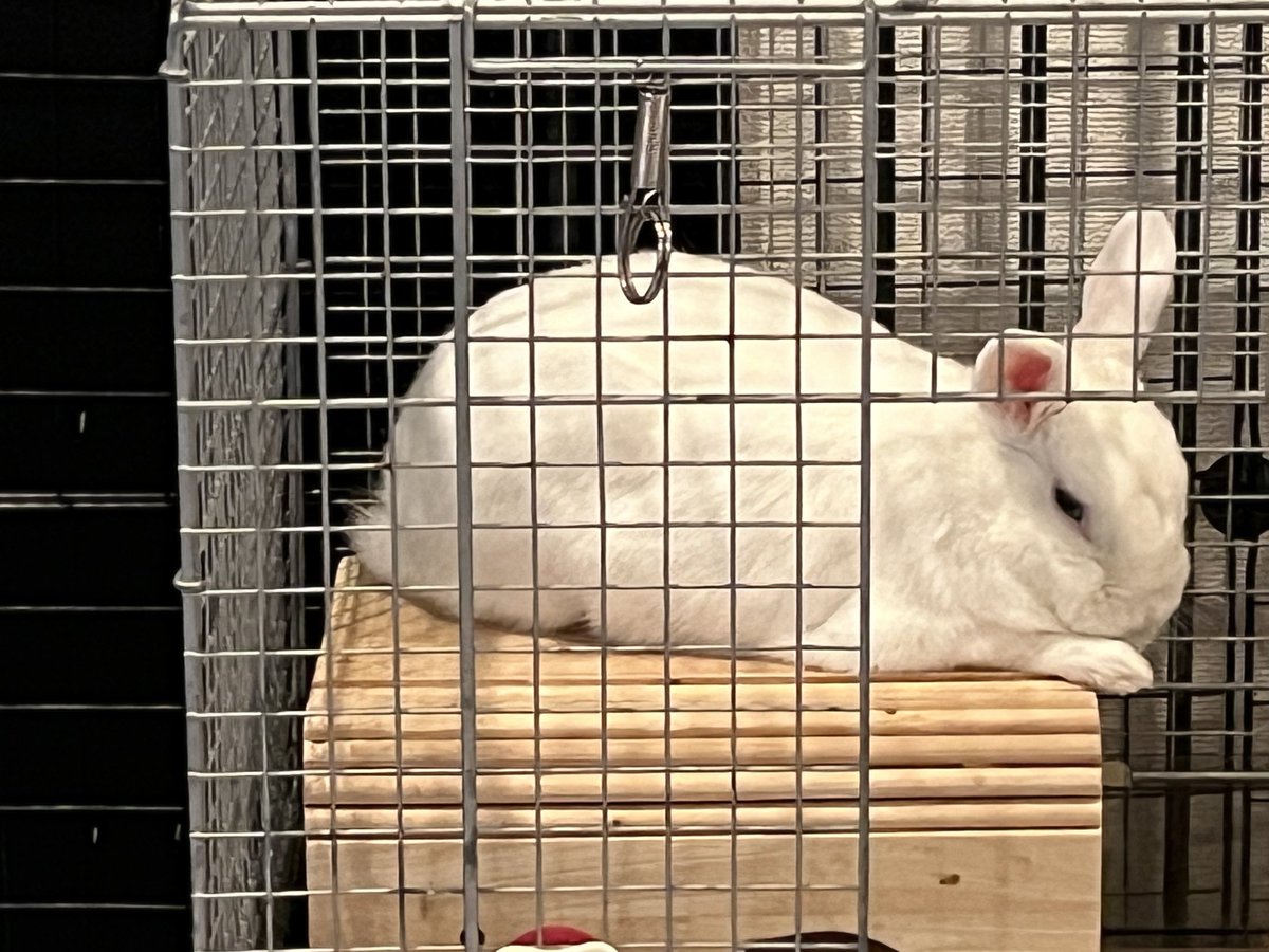 だらんしそうになってたんだけど、起きちゃった