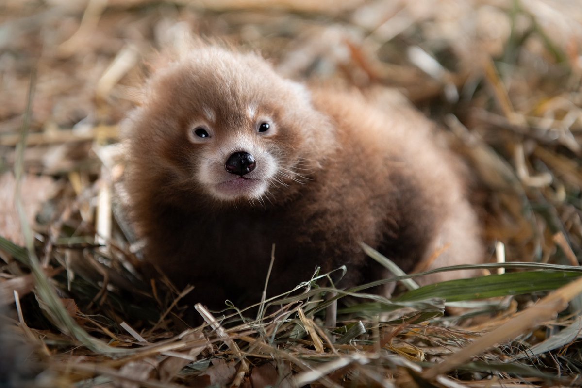 AustraliaZoo's tweet image. Look at who can open his eyes! 😍 
Our gorgeous red panda cub might just be the cutest thing in the world.