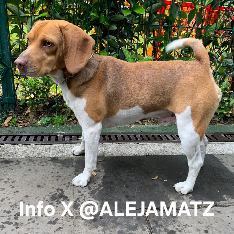 ComunidaDesier2's tweet image. Perrito encontrado 13 de enero caminando en #DesiertoDeLosLeones a la altura de la #UniversidadDeLaPolicia y el @TheEdronAcademy, trae collar dorado SIN PLACA, es macho. Esta resguardo. @PrrosPerdidosMX @MascotasSismo @adrifam65 @DtVinculo @EnlaceTAguilas