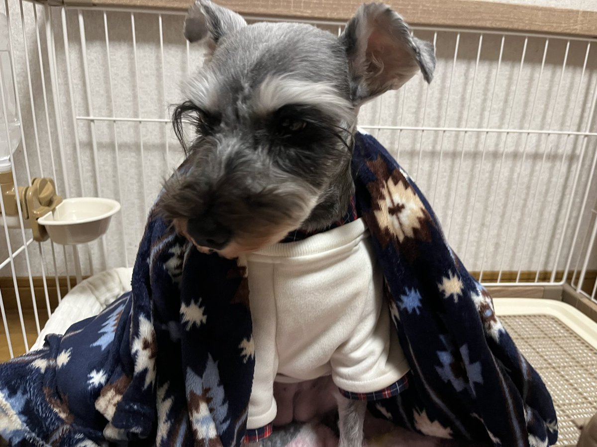 Rizaschnauzer's tweet photo. 🐶グルーミングで✂️ツンツルテンになっちゃったよー💦 https://t.co/kzQ0JqwjcU