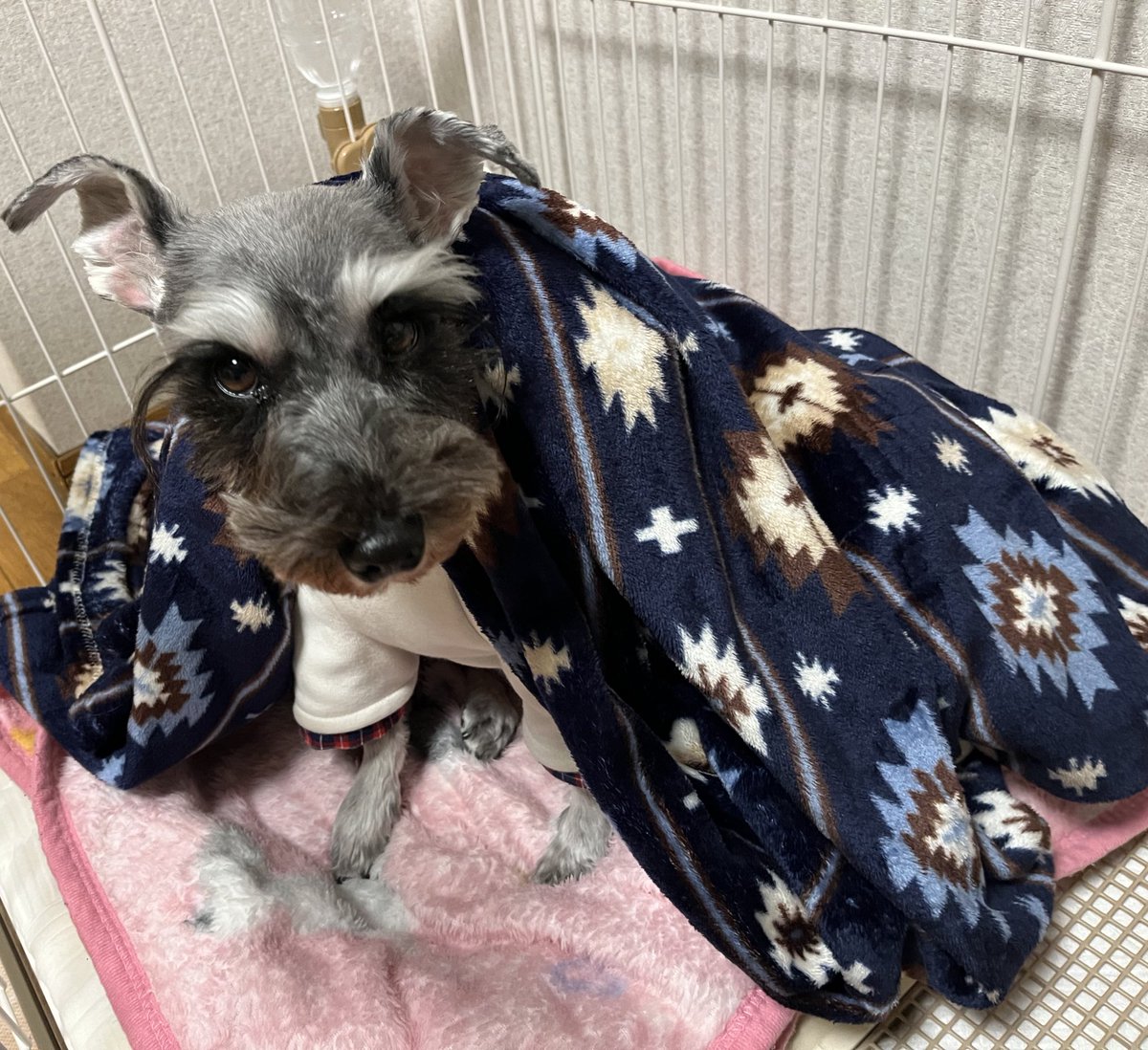 Rizaschnauzer's tweet photo. 🐶グルーミングで✂️ツンツルテンになっちゃったよー💦 https://t.co/kzQ0JqwjcU