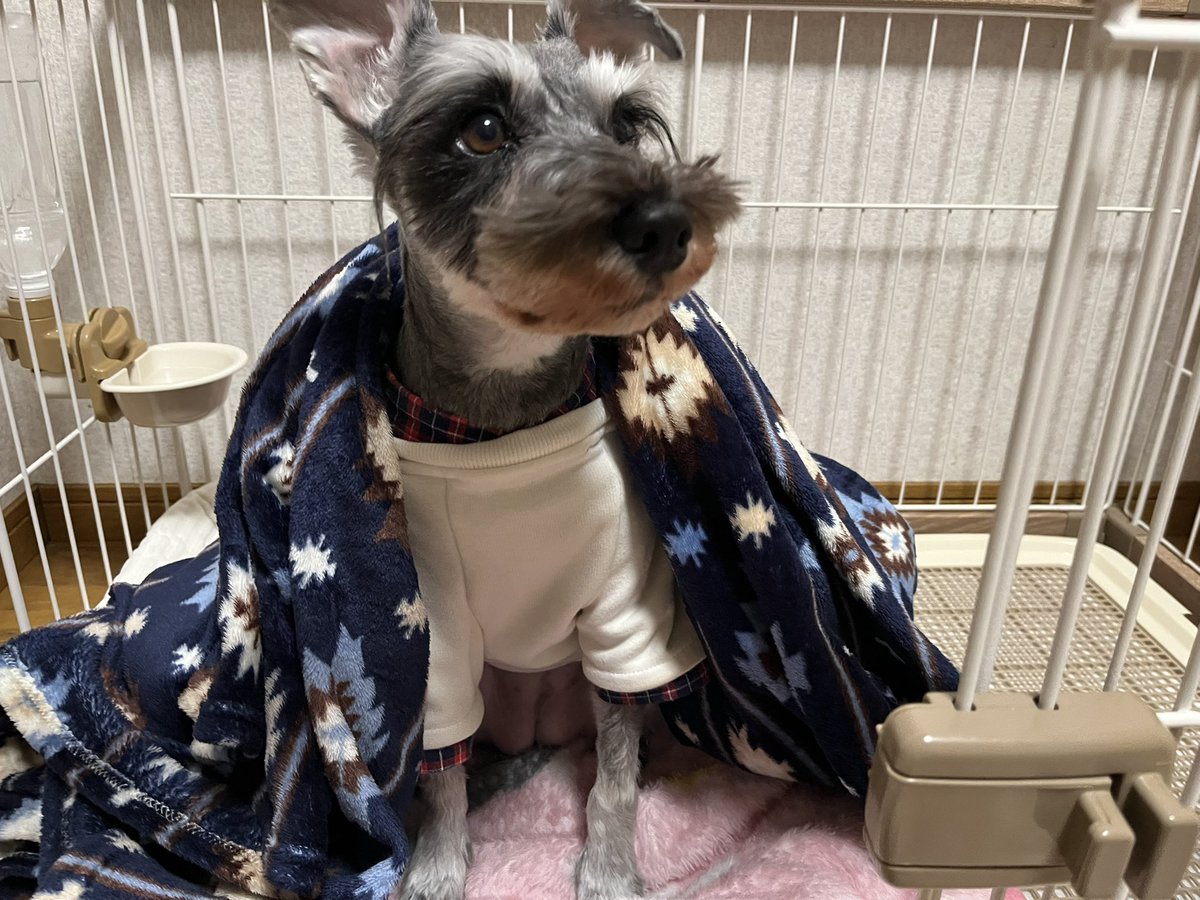 Rizaschnauzer's tweet photo. 🐶グルーミングで✂️ツンツルテンになっちゃったよー💦 https://t.co/kzQ0JqwjcU