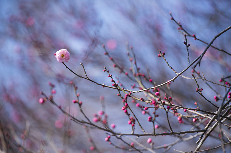 InJiaojiang's tweet image. Before full bloom, visitors arrive.
Those who understand waiting
never miss plum blossoms.
🚶‍♂️🌸⏳
#SlowLiving #FlowerViewing #WinterDays