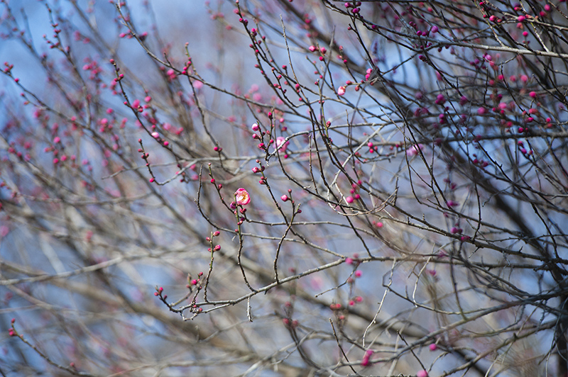 InJiaojiang's tweet image. Before full bloom, visitors arrive.
Those who understand waiting
never miss plum blossoms.
🚶‍♂️🌸⏳
#SlowLiving #FlowerViewing #WinterDays