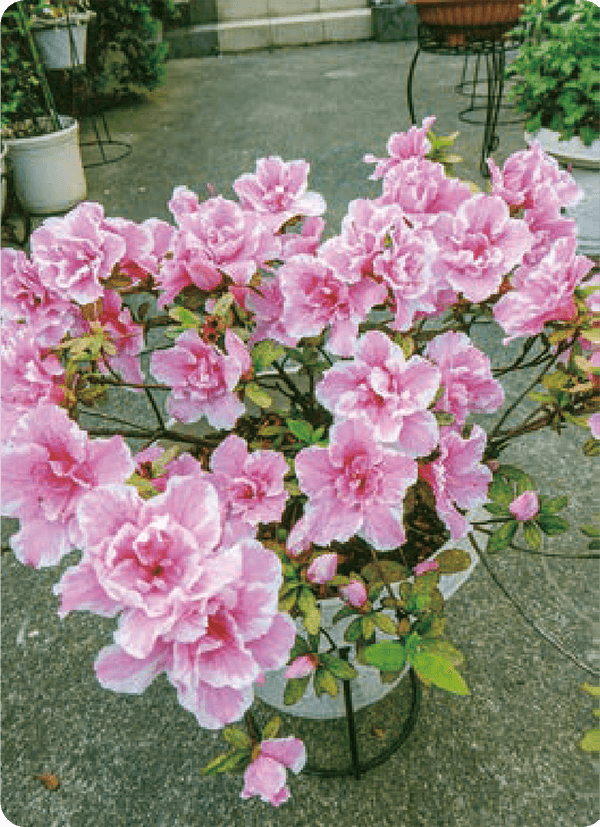 hb101_flora's tweet photo. #アザレア がとてもすばらしい花を、HB-101で咲かせました。
#HB廣報 #植物活力液 #HB101
#野菜 #花 #果実 #農業 #ベランダ菜園 #家庭菜園 #観葉植物 #ガーデニング
#植物の栄養 #植物のチカラ #植物バイオ
#株式会社フローラ
https://t.co/Uam6PPclMh https://t.co/S0XmfaRwft