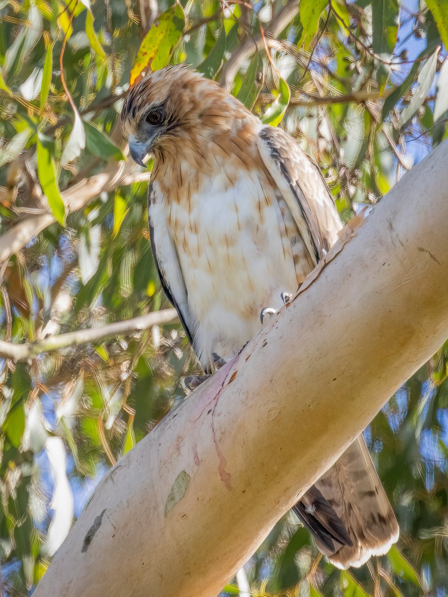 Botanic Gardens of Sydney tweet media